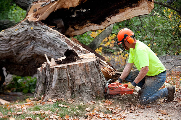 Best Tree Risk Assessment  in Blooming Prairie, MN