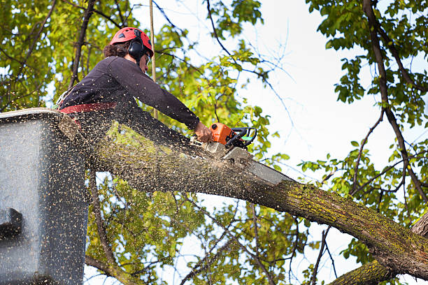 Best Lawn Maintenance Plans  in Blooming Prairie, MN